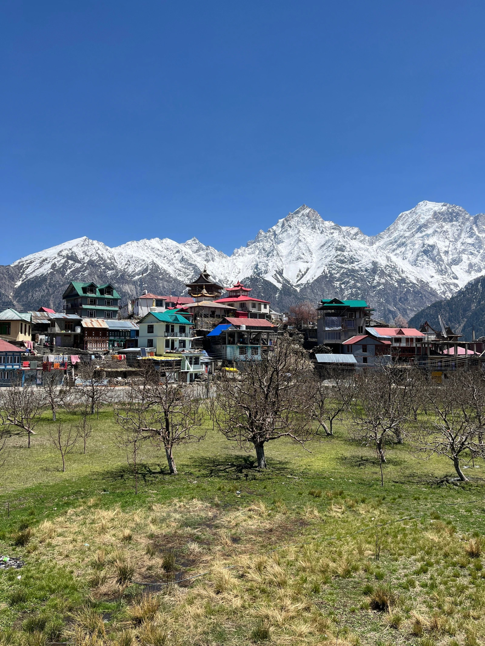 Apple orchards and mountains in Kinnaur, Himachal Pradesh