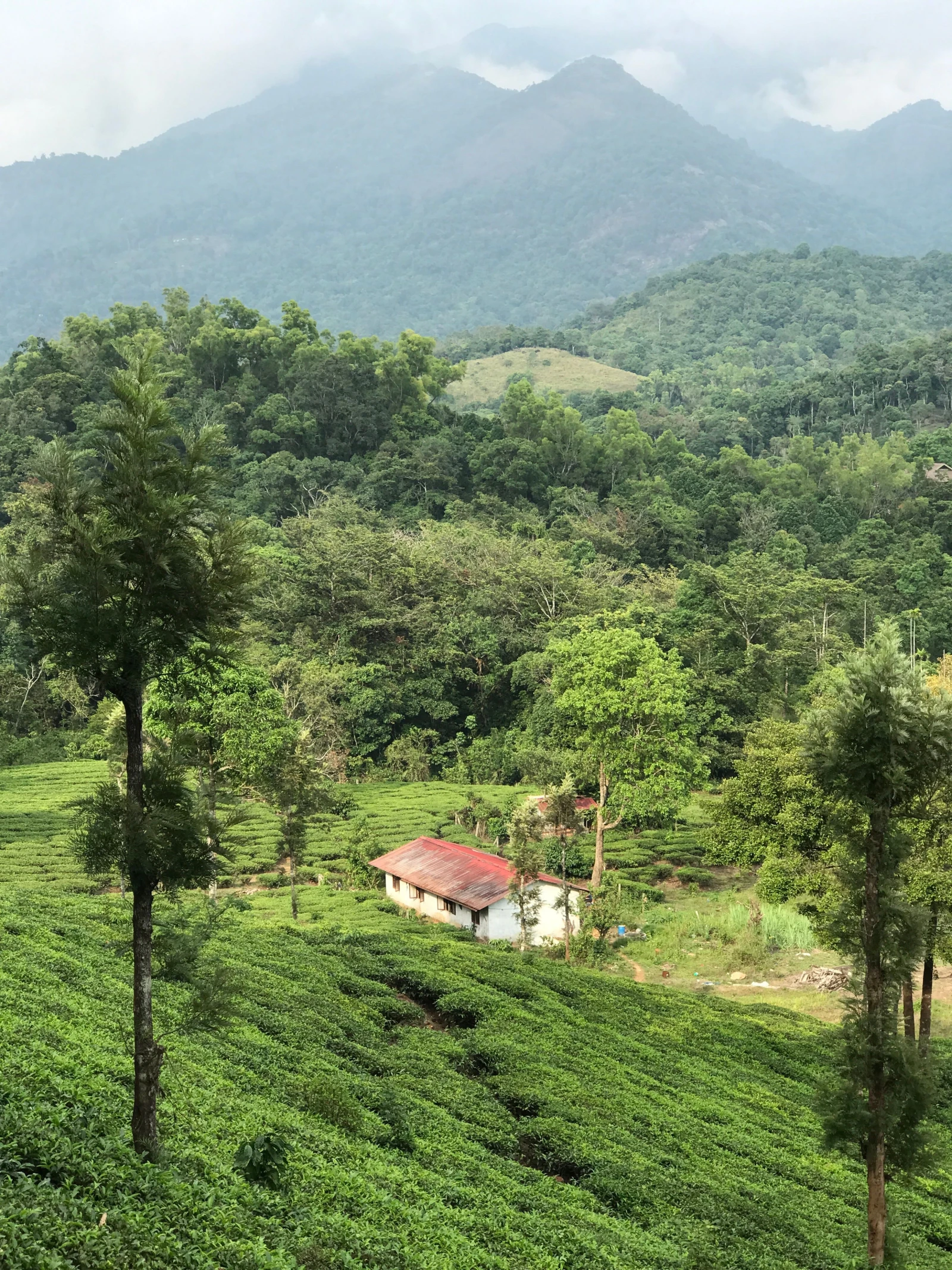 Forested hills and spice plantations in Wayanad, Kerala
