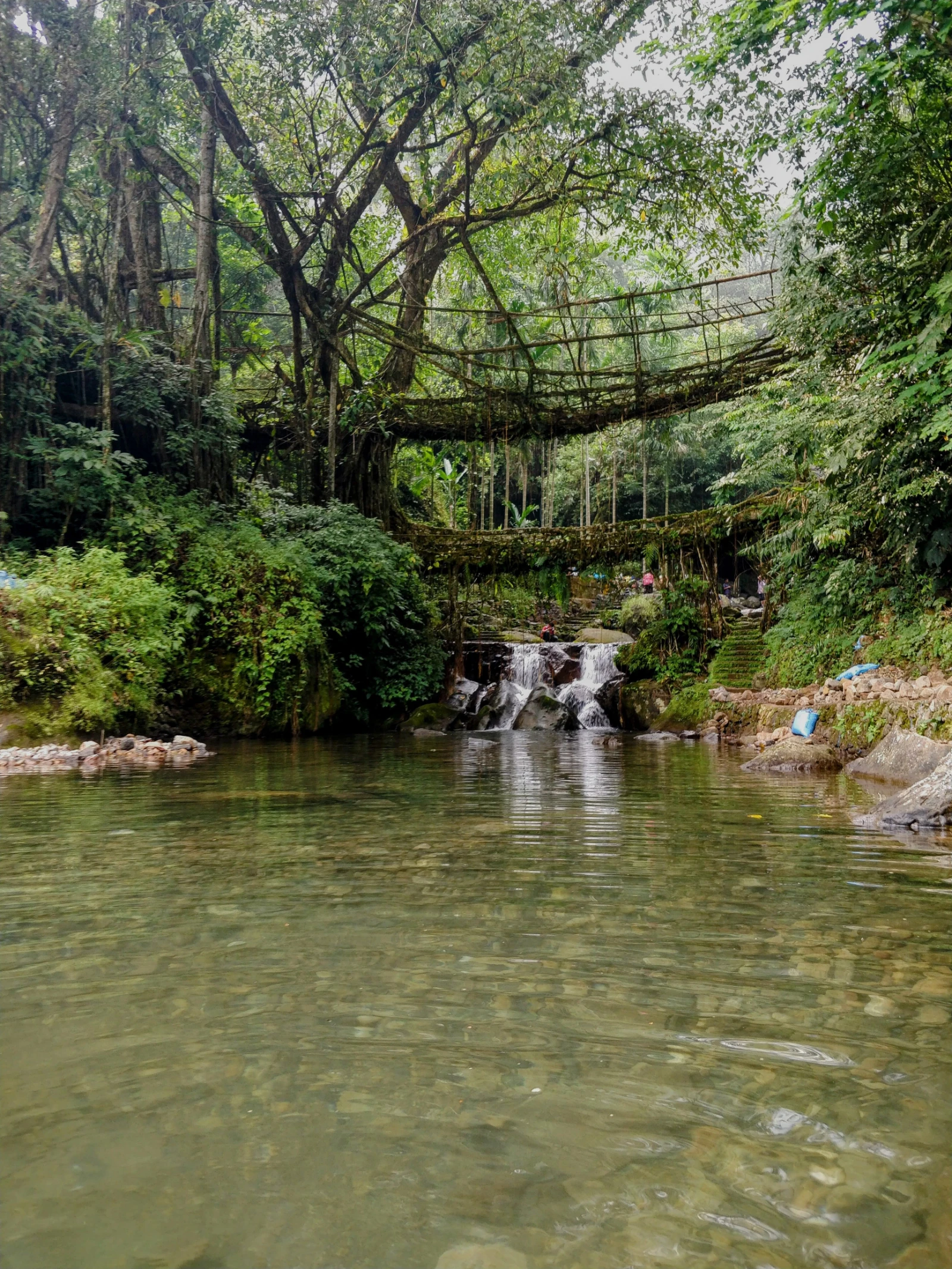 Living root bridge at Nongriat, Meghalaya