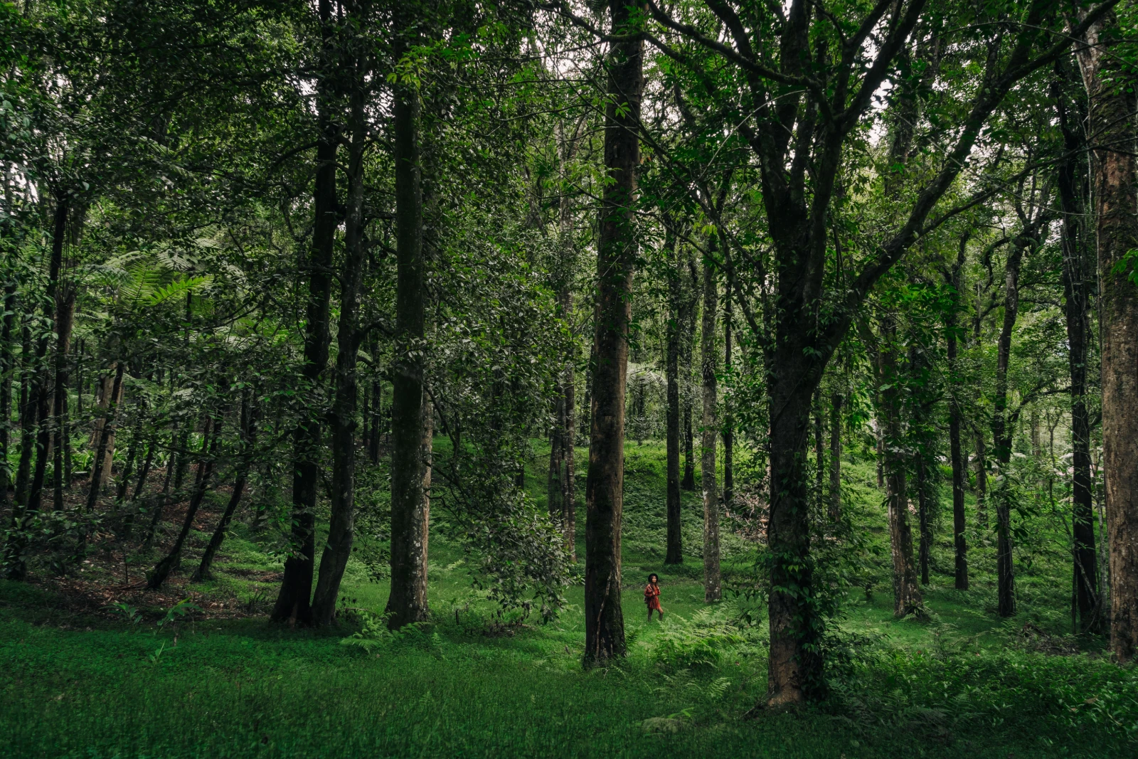 Mawphlang sacred forest, Meghalaya