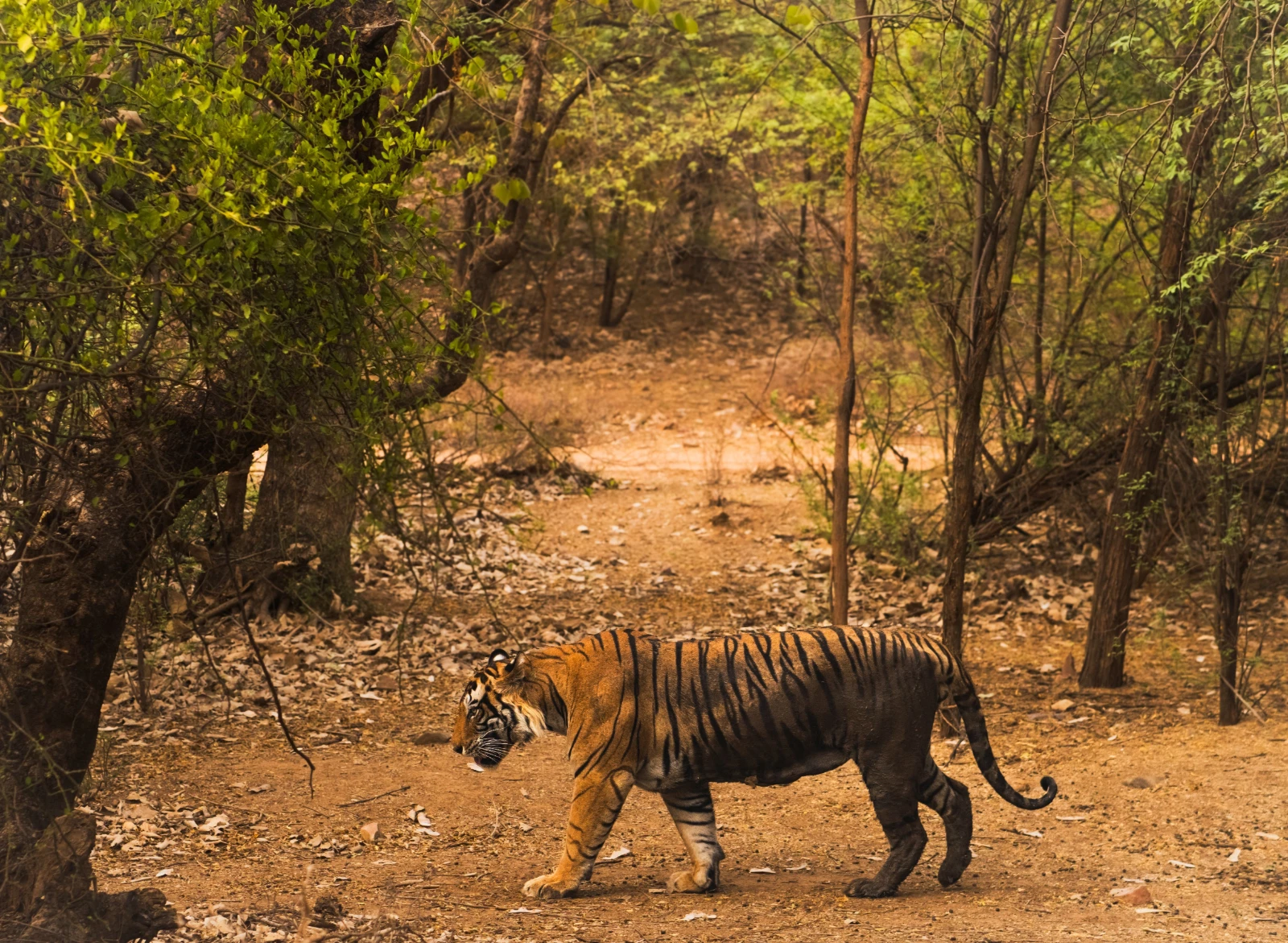A tiger safari at Ranthambore National Park, Rajasthan