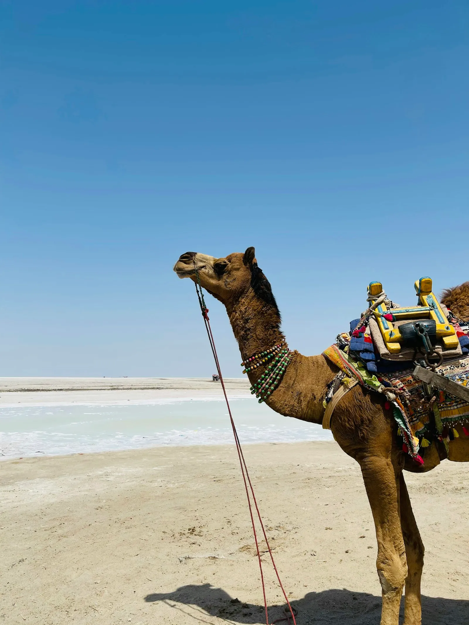 A camel standing on the bright white salt crust of the Rann of Kutch in Gujarat