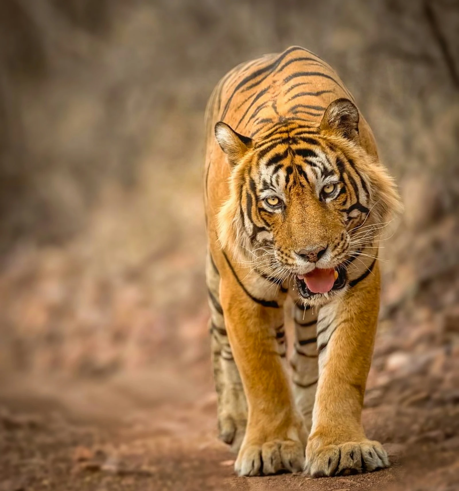 A wild tiger walking along a forest track in Ranthambore National Park, Rajasthan