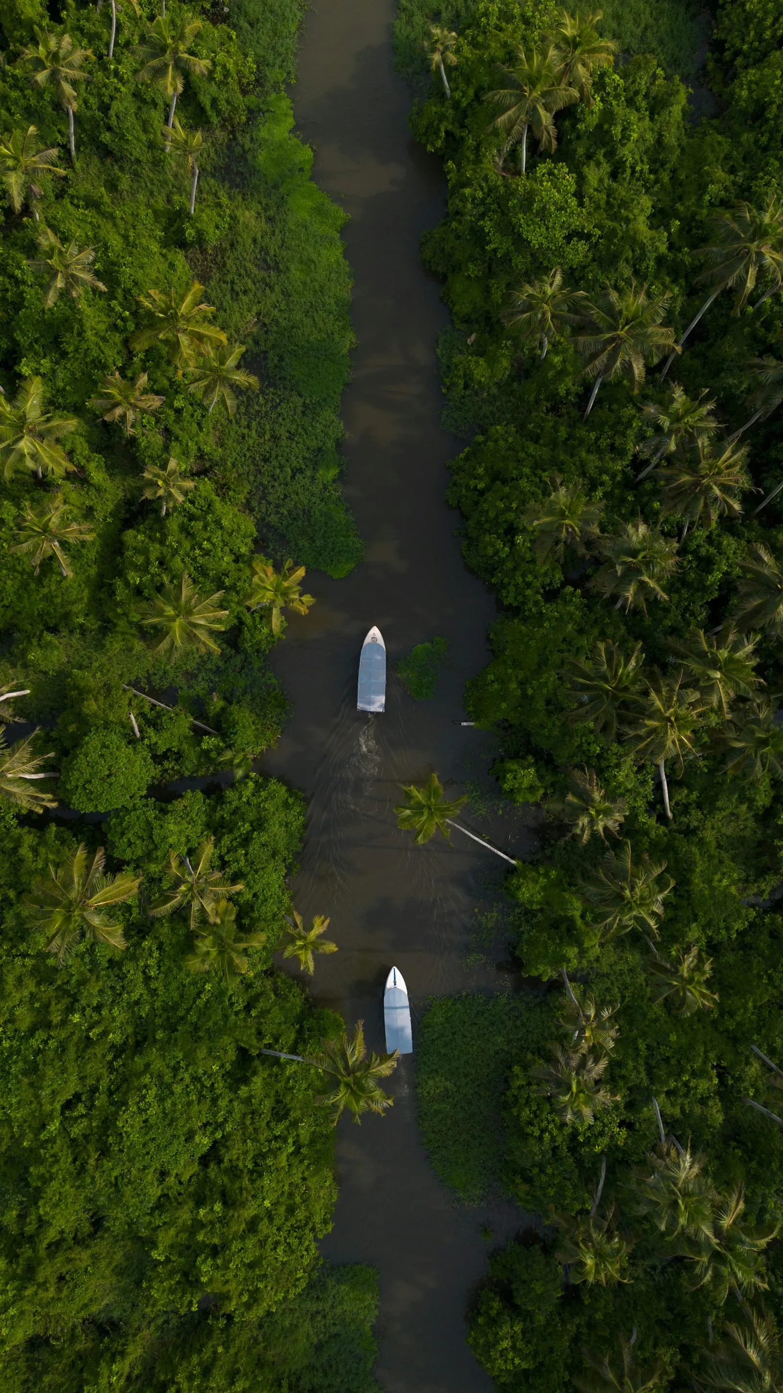 Wooden boats on a palm-lined Kerala backwater, the region at the heart of Ayurveda