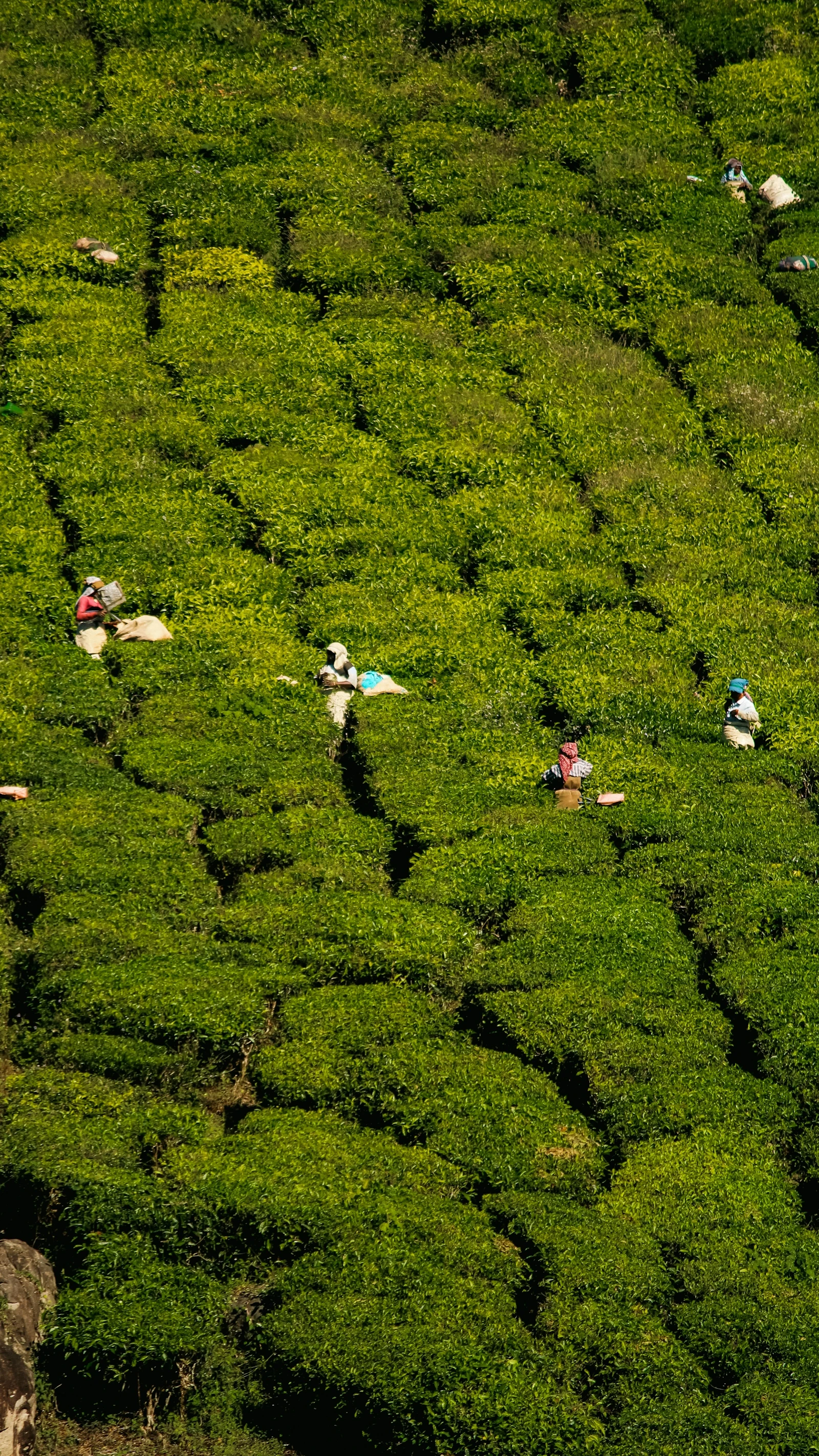 Visitors walking a path through the tea-covered green hills of Munnar, Kerala